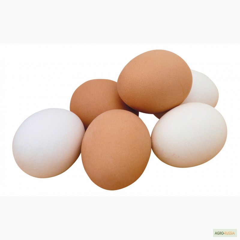 Закупаем яйца куриные оптом,  — Agro-Russia