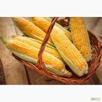 Семена гибридов кукурузы П7709, П8400, ПР37Н01, ПР39Д81, ПР39Ф58, ПР39Х32