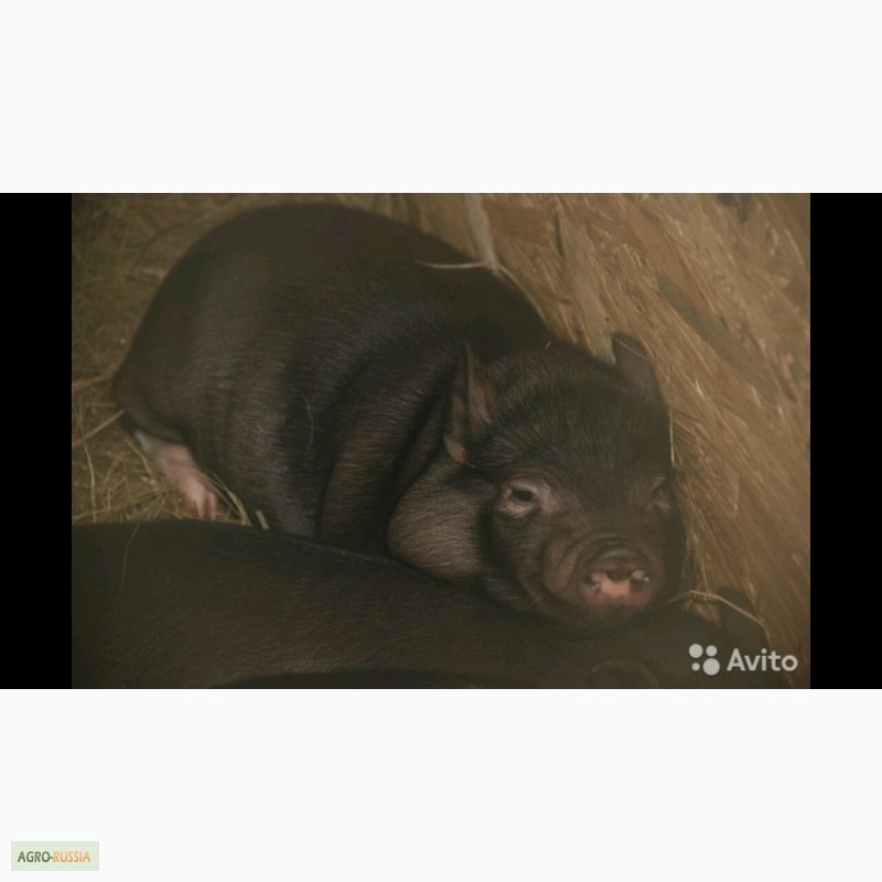 Фото 4. Продам поросят вьетнамской вислобрюхой свиньи
