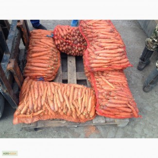 Продаем морковь сорт балтимор 