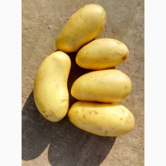 Продам семенной картофель, сорт Королева Анна