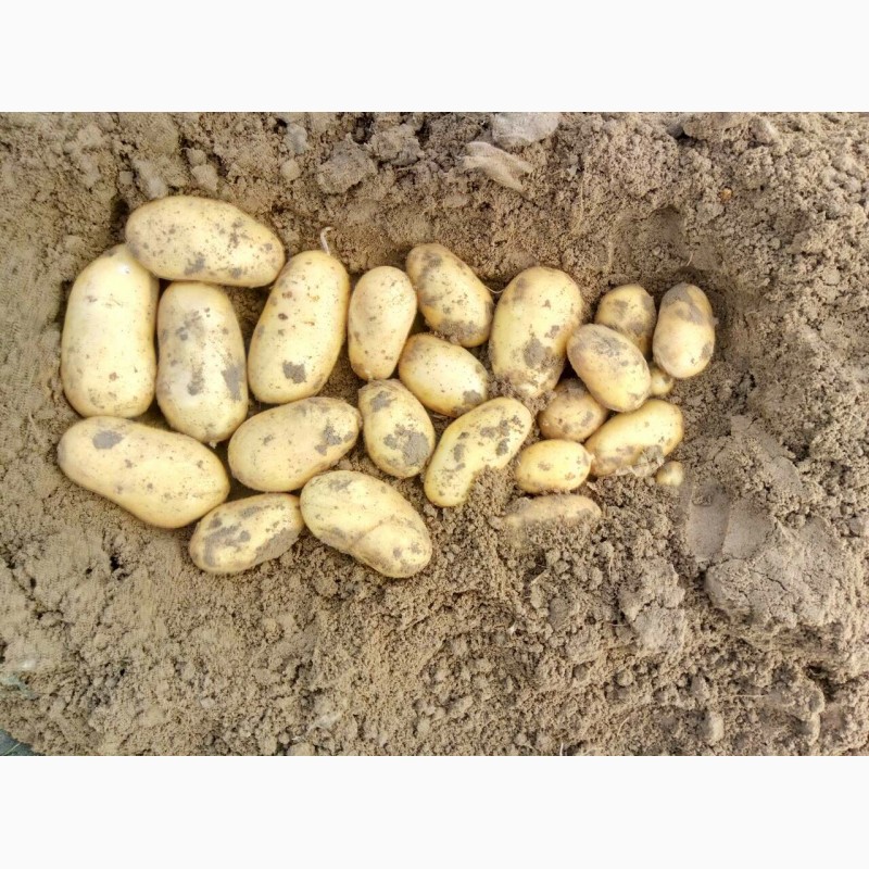 Фото 2. Продам семенной картофель, сорт Королева Анна