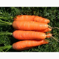 Морковь сорт Зафира