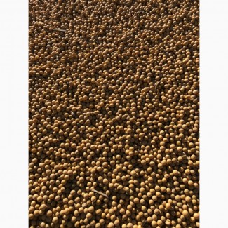 Соя (соевые бобы) 20 000 тонн Биробиджан