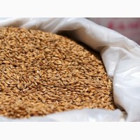 Закупаем фураж (горох, ячмень, пшеница) в Курганской области