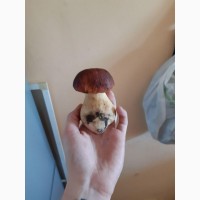 Свежий белый гриб