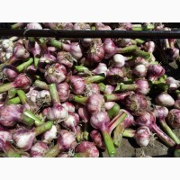 Продаю оптом калиброванный чеснок урожай 2019г. в Киргизии