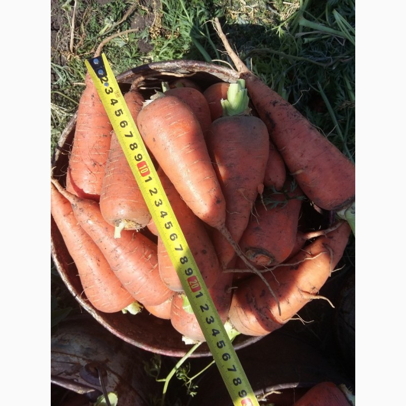 Фото 2. Морковь от производителя