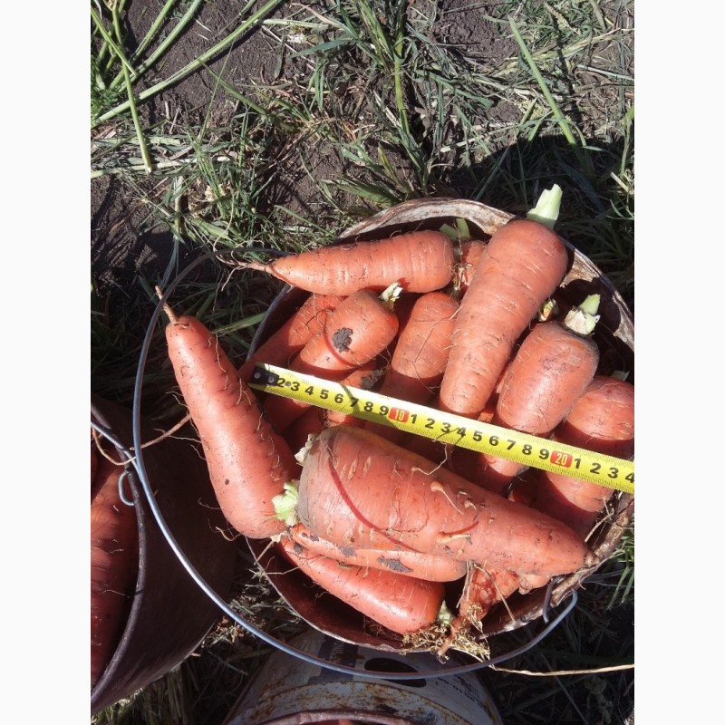 Фото 3. Морковь от производителя