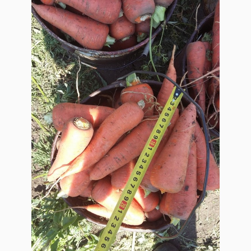 Фото 4. Морковь от производителя
