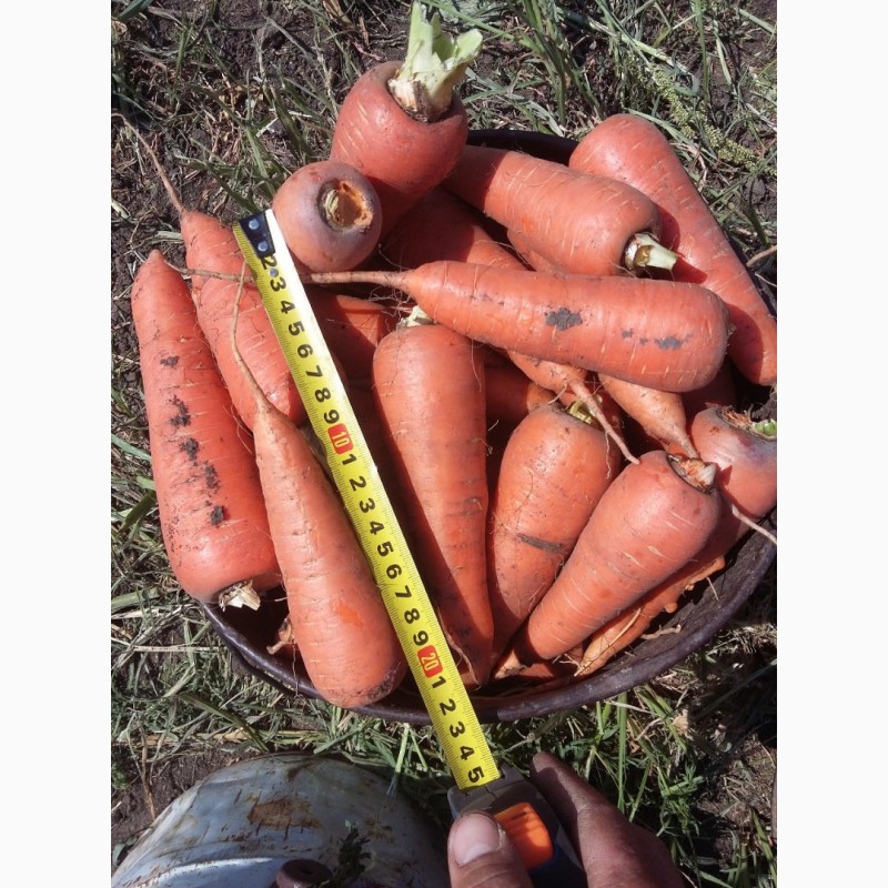Фото 6. Морковь от производителя