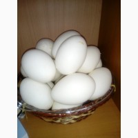 Инкубационое яйцо утки и гуся оптом