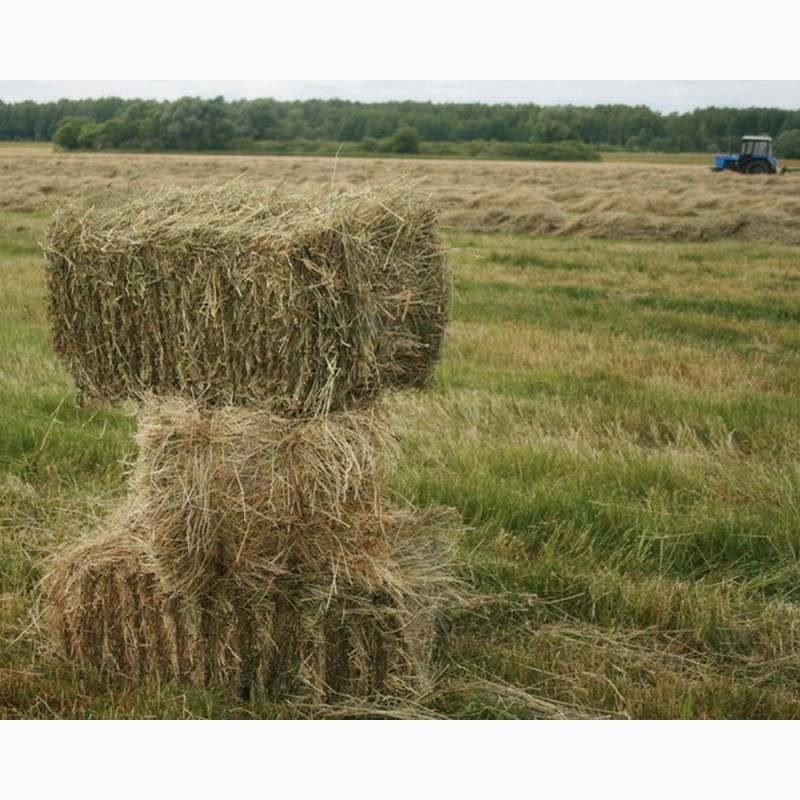 Продам сено,  сено, Краснодарский край — Agro-Russia