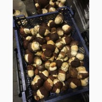 Белый гриб оптом свежий урожай 2021г