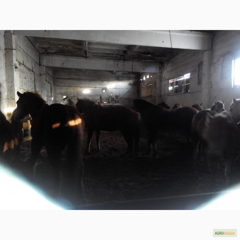 Фото 4. Продам лошадей на мясо крупными партиями