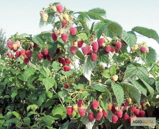Фото 3. Продам саженцы малины сорта :крупноплодные традиционные сорта