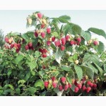 Продам саженцы малины сорта :крупноплодные традиционные сорта