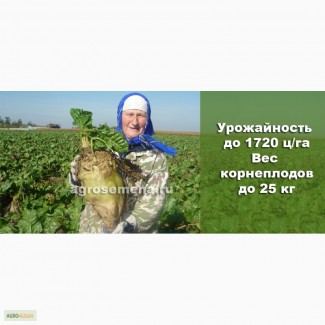 Продам семена кормовой свеклы сорта Лада Элит