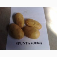 Продам картофель из Египта