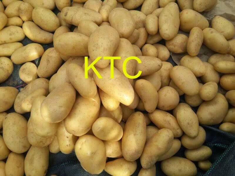 Фото 8. Продам картофель из Египта