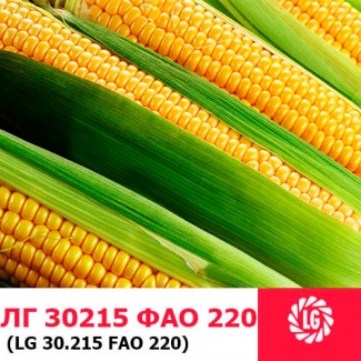 ЛГ 30215 (ФАО 200) гибрид кукурузы ЛИМАГРЕЙН (Limagrain)