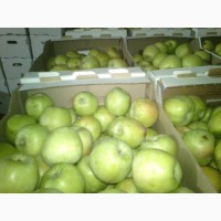 Яблоки оптом от производителя от 43 р/кг