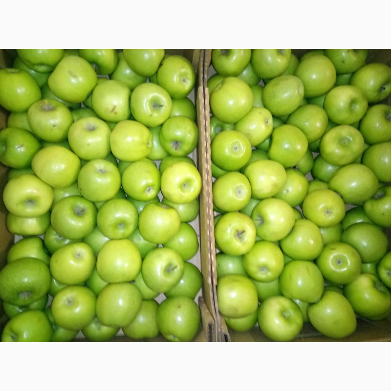 Фото 4. Яблоки оптом от производителя от 43 р/кг