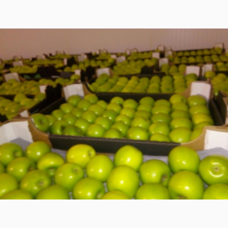 Фото 5. Яблоки оптом от производителя от 43 р/кг