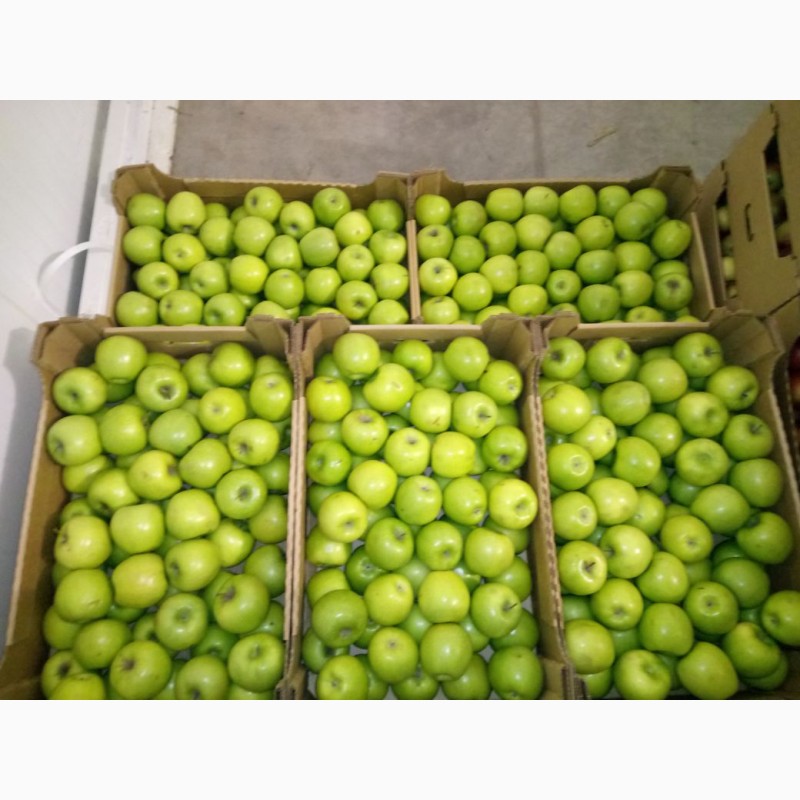 Фото 6. Яблоки оптом от производителя от 43 р/кг