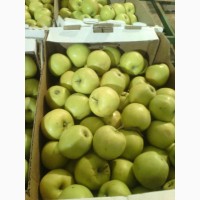 Яблоки оптом от производителя от 43 р/кг