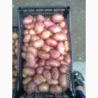 Продам картофель новый урожай
