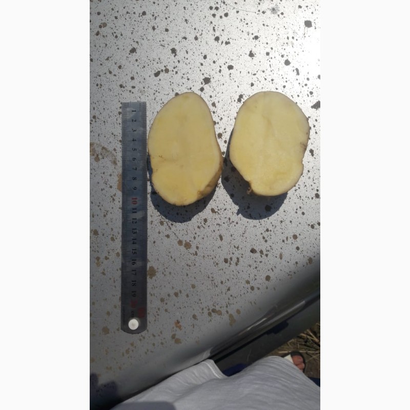 Фото 3. Картофель от производителя 2018 оптом импала