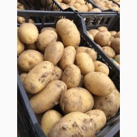 Предлагаем картофель сорта Ривьера напрямую от производителя