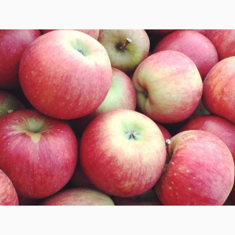 Фото 3. Продаю яблоки разных сортов Фуше, Розовый рубин, Медовое