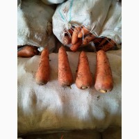 Предлогаем морковь
