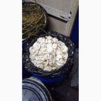 Сухой белый гриб и вренье