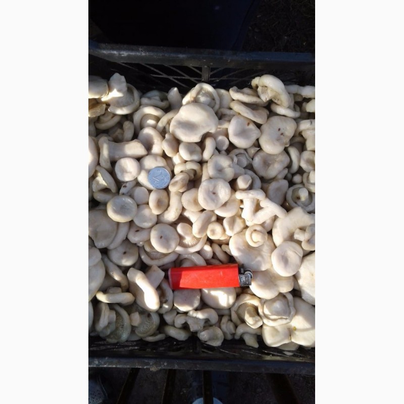 Фото 9. Сухой белый гриб и вренье