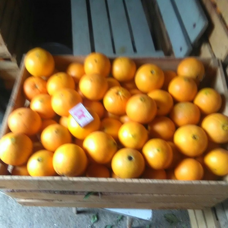 Фото 2. Продам апельсины сорт Вашингтон калибр 7-12