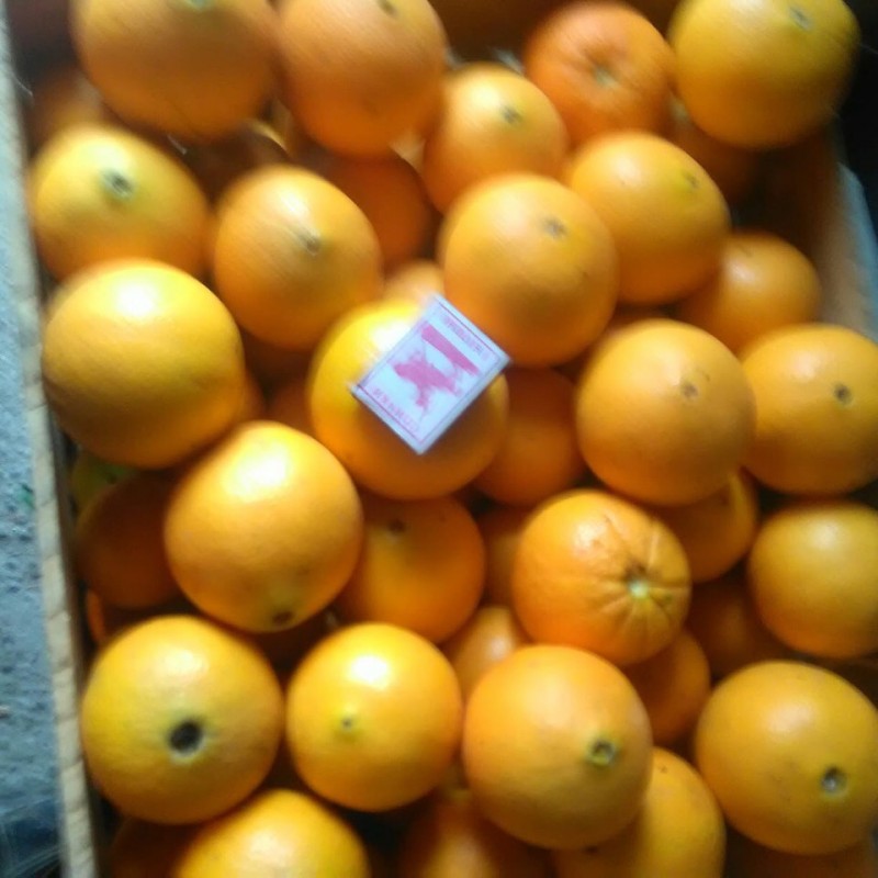 Фото 3. Продам апельсины сорт Вашингтон калибр 7-12