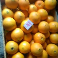 Продам апельсины сорт Вашингтон калибр 7-12