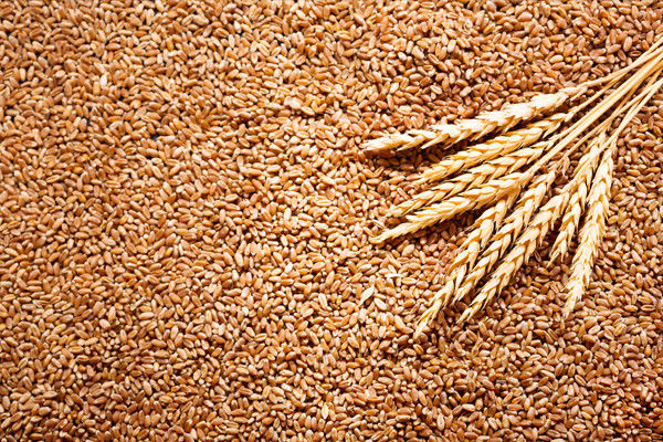 Фото 2. СРОЧНО продам Семена пшеницы Канадский ярый трансгенный сорт твердой пшеницы DENTON