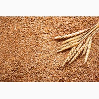 СРОЧНО продам Семена пшеницы Канадский ярый трансгенный сорт твердой пшеницы DENTON