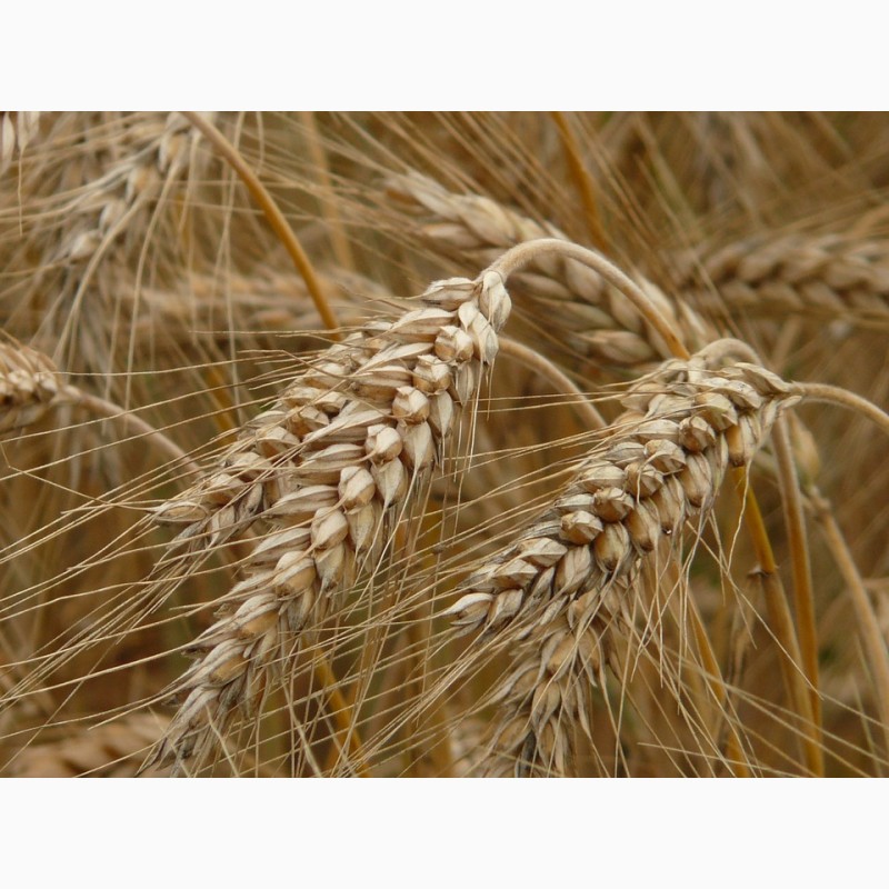 Фото 3. СРОЧНО продам Семена пшеницы Канадский ярый трансгенный сорт твердой пшеницы DENTON
