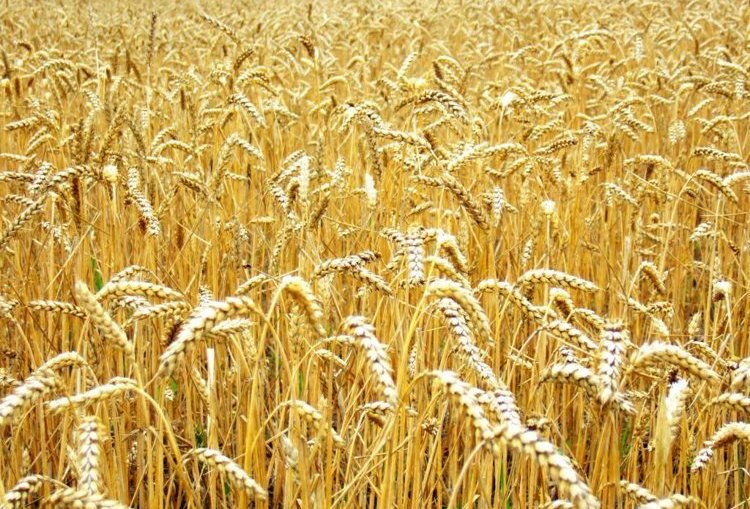Фото 5. СРОЧНО продам Семена пшеницы Канадский ярый трансгенный сорт твердой пшеницы DENTON