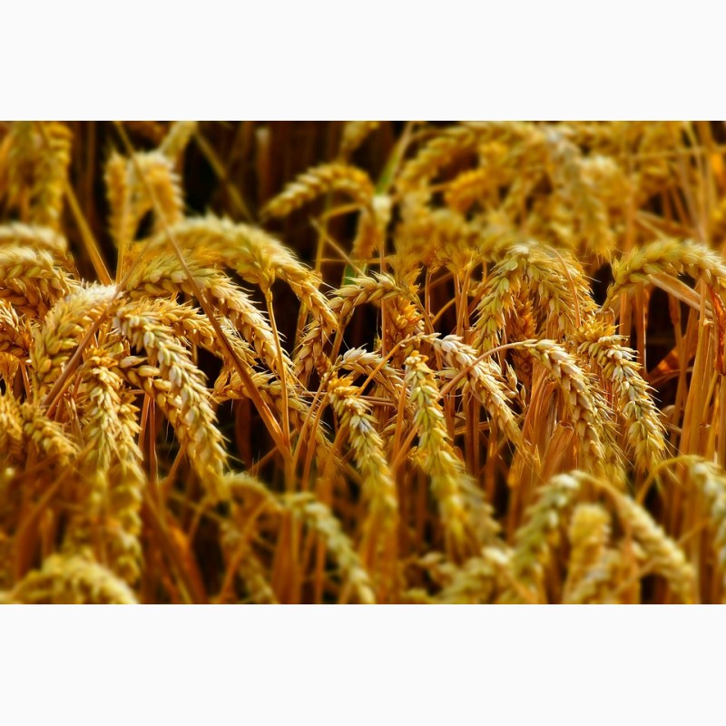 Фото 6. СРОЧНО продам Семена пшеницы Канадский ярый трансгенный сорт твердой пшеницы DENTON