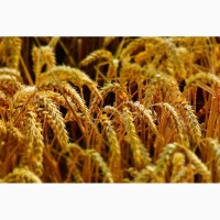 СРОЧНО продам Семена пшеницы Канадский ярый трансгенный сорт твердой пшеницы DENTON