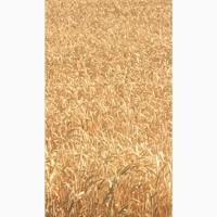 Семена озимой мягкой пшеницы Капризуля ЭС/РС1