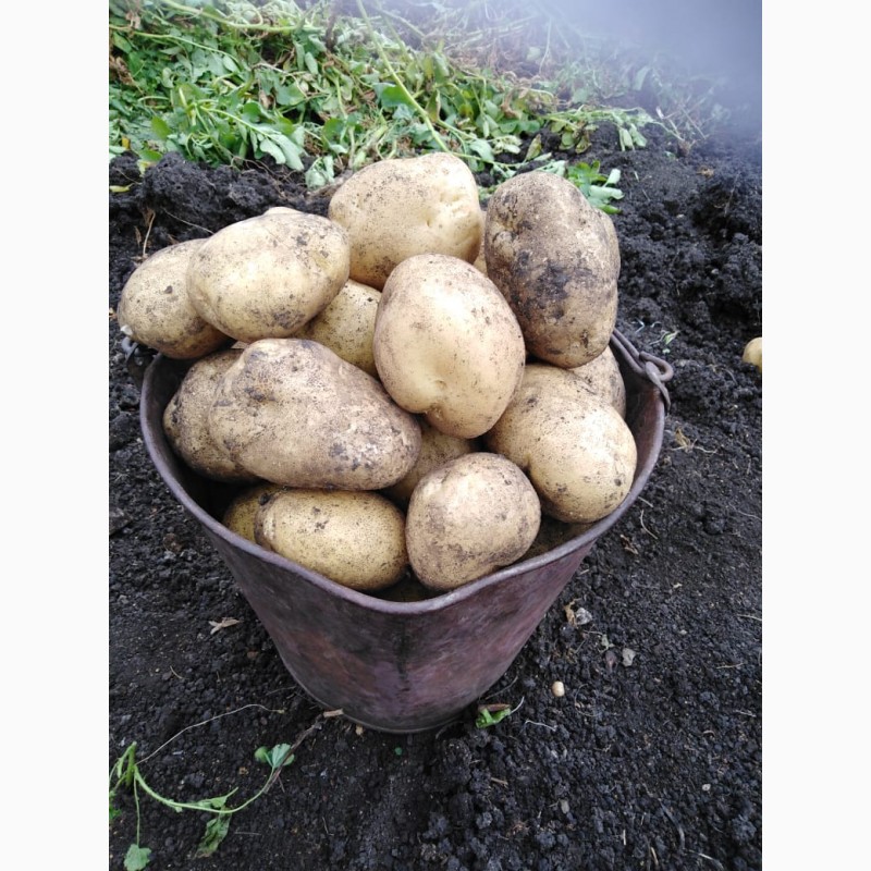 Продам картофель,  картофель, Оренбургская обл — Agro-Russia
