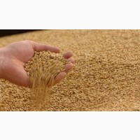 Пшеница 3 класса на экспорт