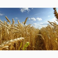 Организация закупает кукурузу, ячмень, пшеницу